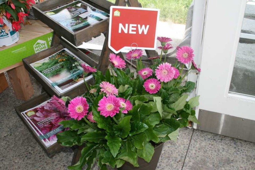 Garden Diva Gerberas At HGTV