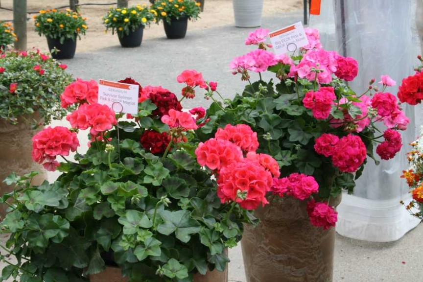 Garden Party Big EEZE Combos