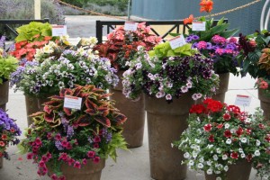 Garden Party Combinations