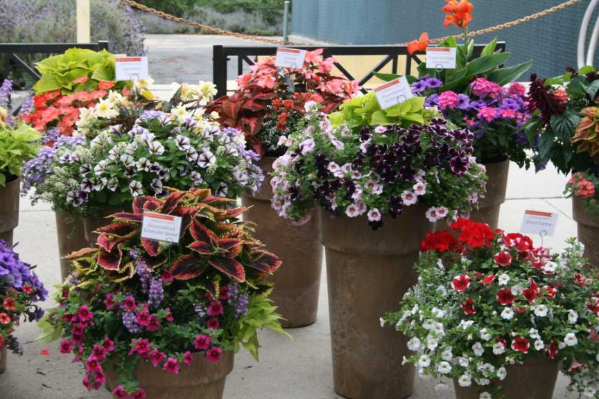 Garden Party Combinations