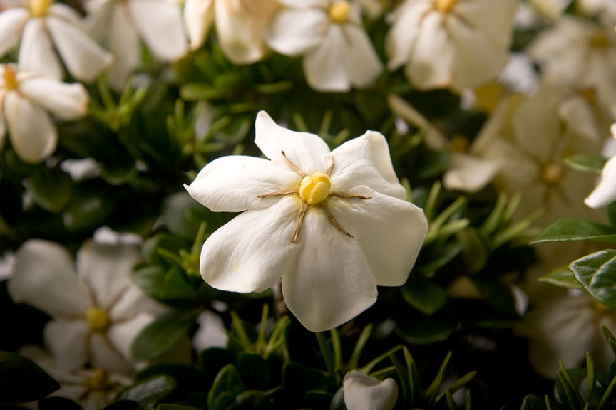 Gardenia ‘ScentAmazing’ (Southern Living and Sunset Western Garden Collection at Pacific Plug & Liner, Watsonville, CA)