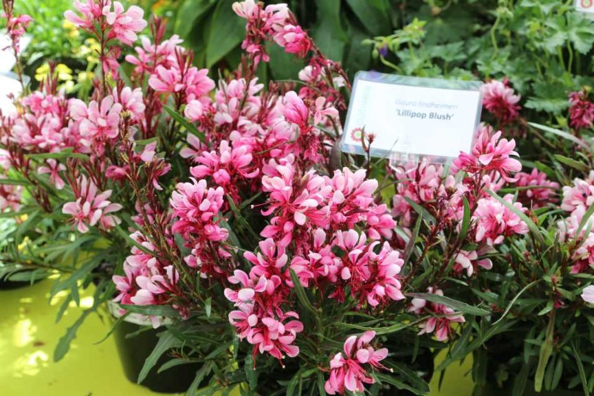 Gaura 'Lillipop Blush'