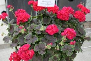 Geranium Brocade Cherry Night