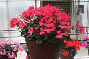 Geranium Caliente Coral Salmon