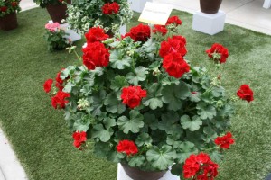 Geranium Calliope Large Dark Red