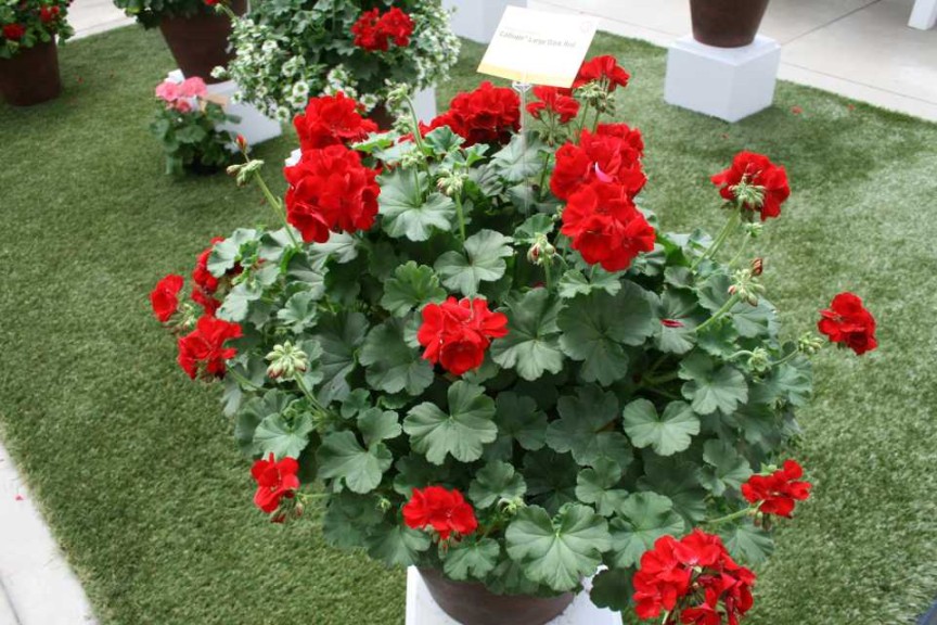 Geranium Calliope Large Dark Red