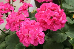 Geranium Calliope Large Pink