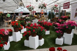 Geranium Calliope Medium