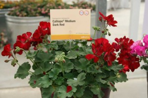 Geranium Calliope Medium Dark Red