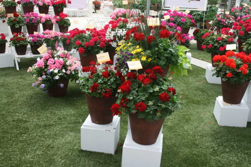 Geranium Calliope Medium Dark Red and combo