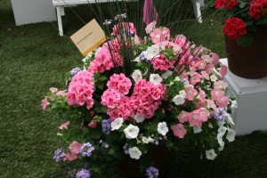 Geranium Custom Combo With Calliope Medium