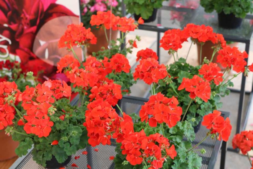 Geranium Two In One Scarlet