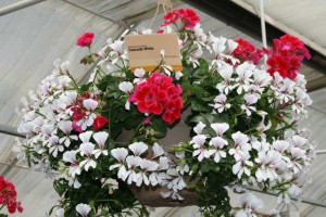 Geranium Combo With Calliope and Cascade