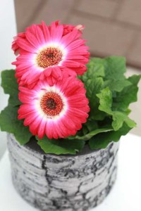 Revolution Gerbera Bicolors (Kieft Seed) 