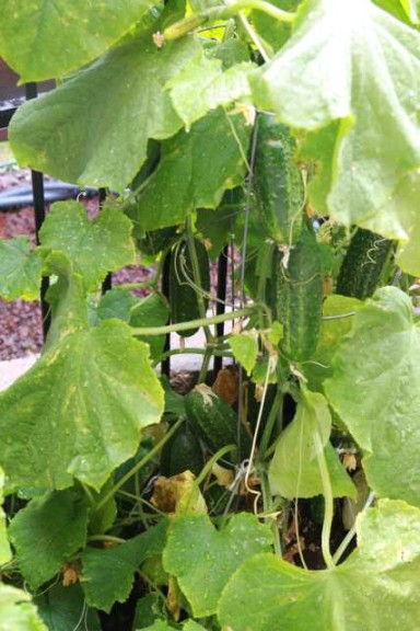 'Gherkind' Cucumber (PanAmerican Seed)