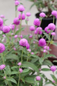Gomphrena Ping Pong Lavender (Sakata Ornamentals)