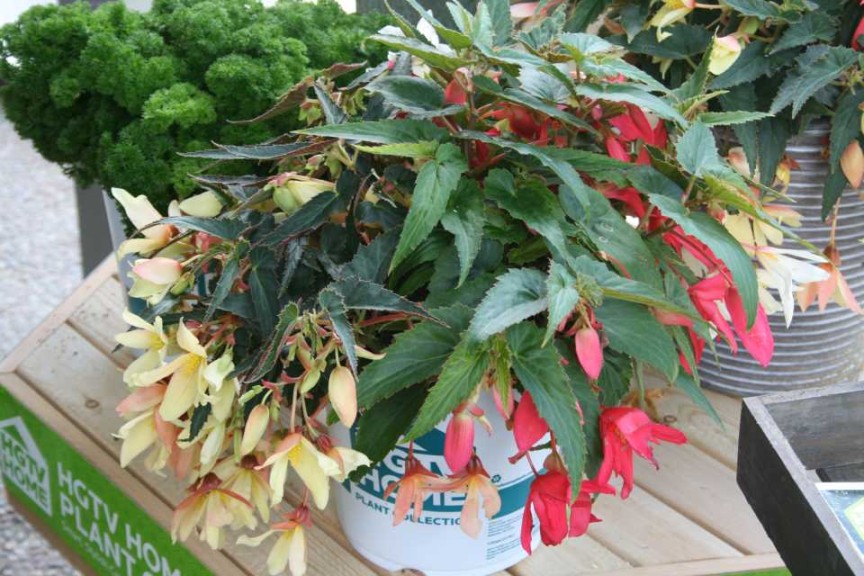 HGTV Starshine Mix with New Yellow Begonia