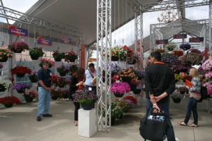 Hanging basket displays at Dümmen Orange