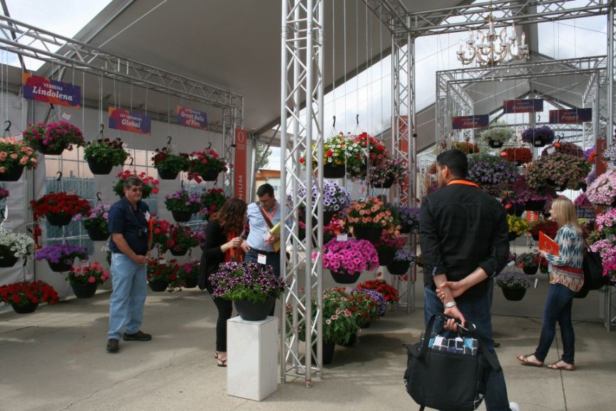 Hanging basket displays at Dümmen Orange