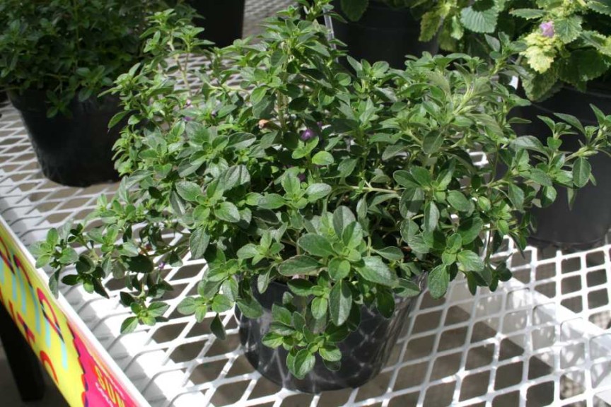 Hesperozygis satureja 'Fragrant Beauty'