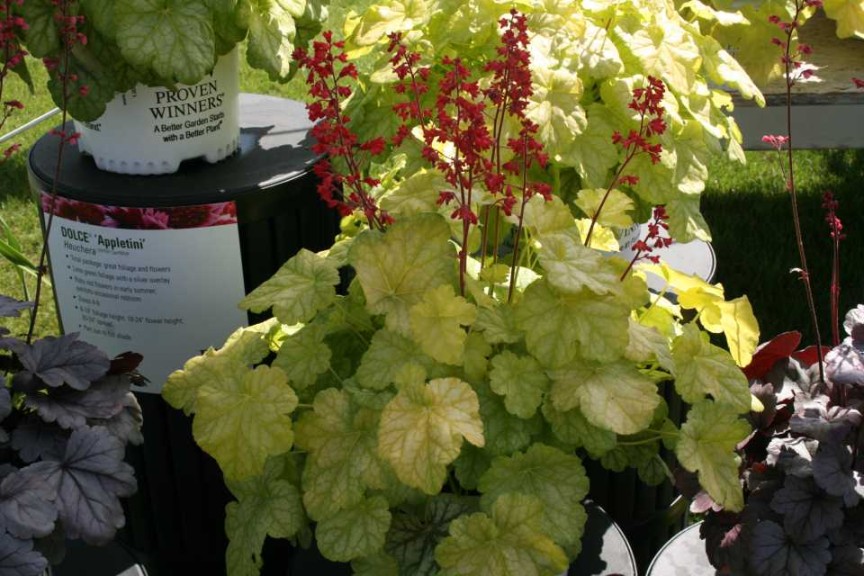 Heuchera 'Dolce Appletini'
