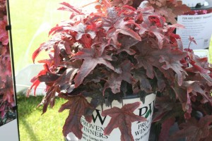 Heucherella 'Fun and Games Red Rover' (Proven Winners)
