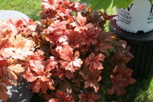 Heucherella 'Fun and Games Hopscotch'