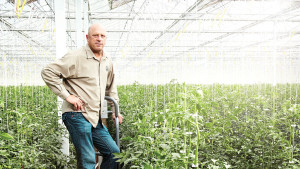 Houwelings tomatoes Casey - feature image