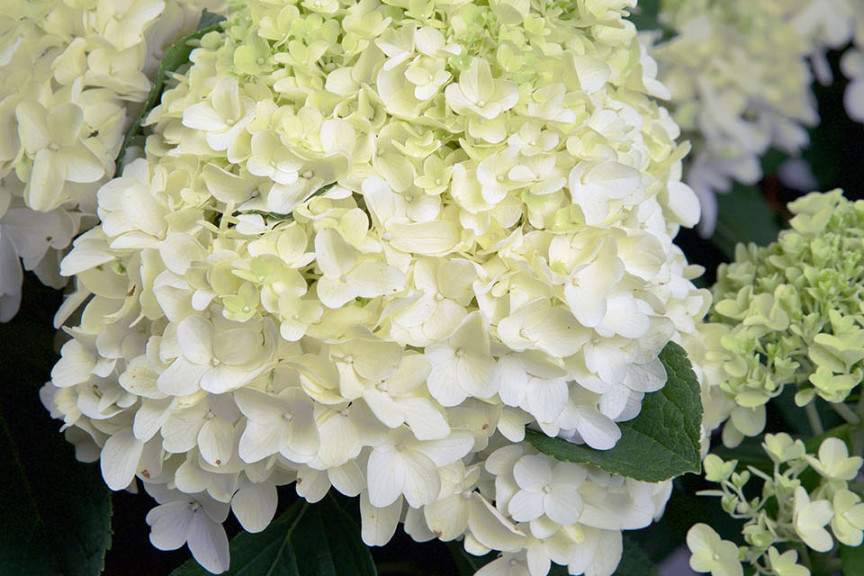 Hydrangea ‘White Light’ (Southern Living Collection at Pacific Plug & Liner, Watsonville, CA)