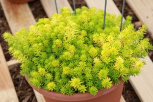 Sedum 'Yellow Bouquet'