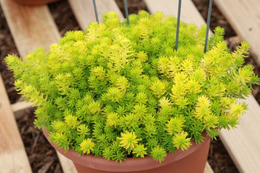 Sedum 'Yellow Bouquet'