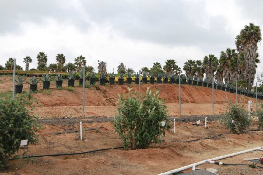 Plants were left alone to show their true performance in the garden