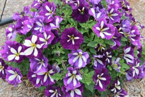 Petunia hybrid 'Lucky Lilac'