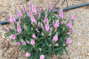 Veronica hybrid Magic Show Pink Potion