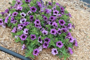 Petunia hybrid Supertunia Picasso