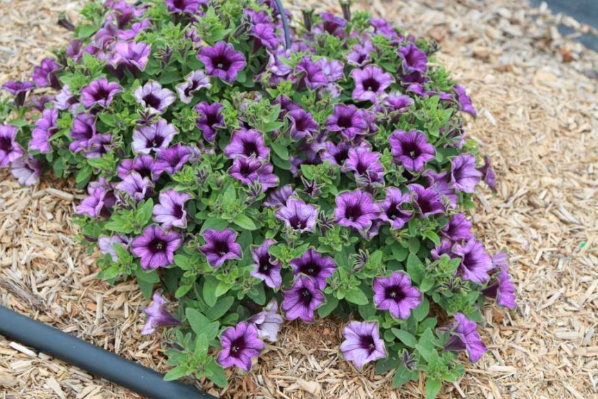 Petunia hybrid Supertunia Picasso