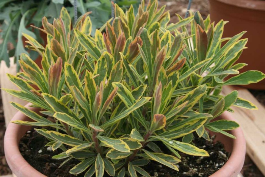 Euphorbia martinii 'Ascot Rainbow'