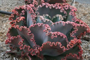 Celestial Gem Red Planet