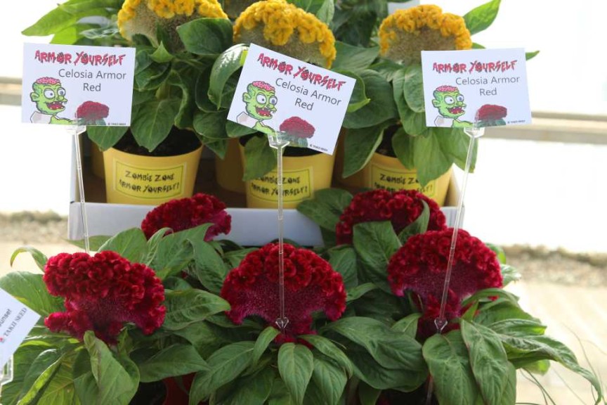 Armor Celosia in the Zombie Zone.