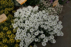 Iberis Snowsurfer Forte