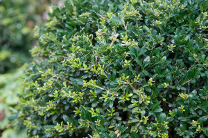 Ilex crenata ‘Low Rider’ (Southern Living Collection at Pacific Plug & Liner, Watsonville, CA)