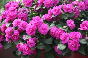 Danziger 2016 New Variety Introductions