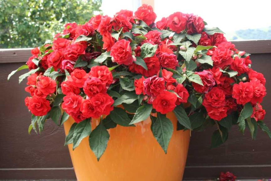 Danziger 2016 New Variety Introductions