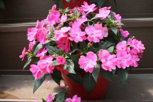 Danziger 2016 New Variety Introductions