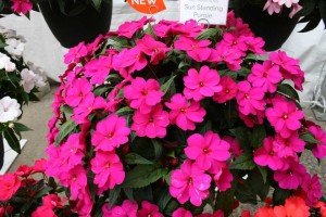 Impatiens SunStanding Purple