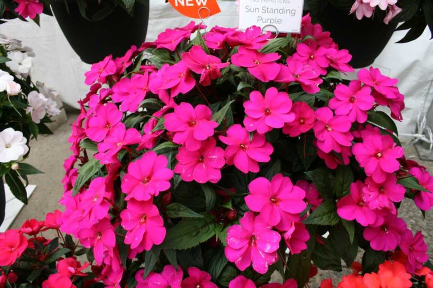 Impatiens SunStanding Purple