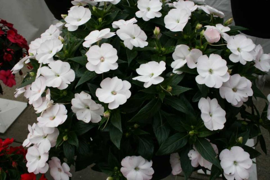 Impatiens 'SunStanding White Cloud'