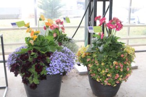 Just Add Gerbs Mixes