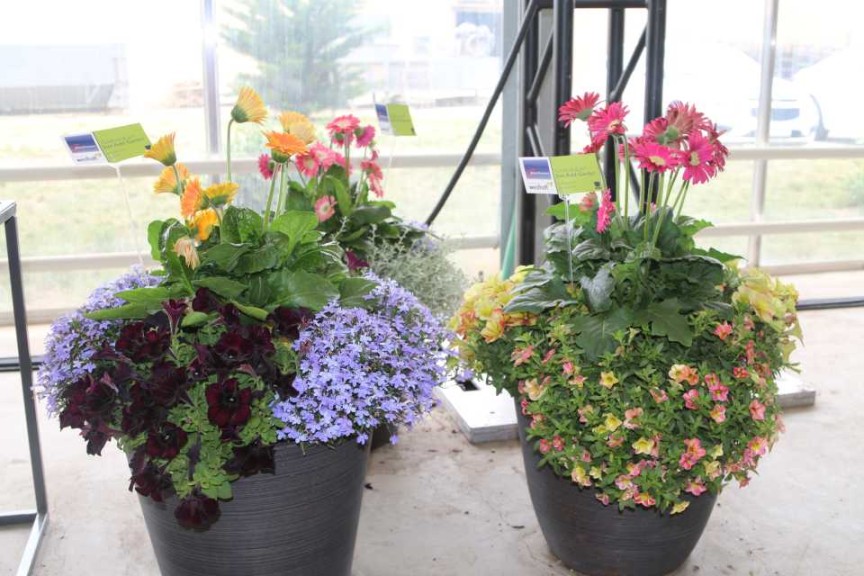 Just Add Gerbs Mixes