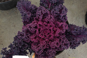 Kale 'EDIBLISS Chablis.' Culinary Couture Collection (Hort Couture at GroLink, Oxnard, CA) 